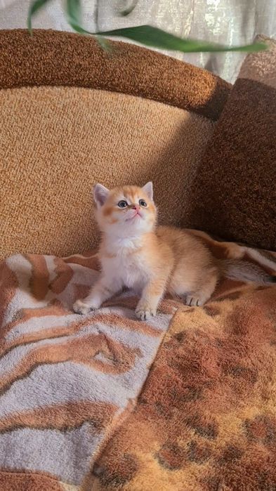 Шотландская золотая шиншилла