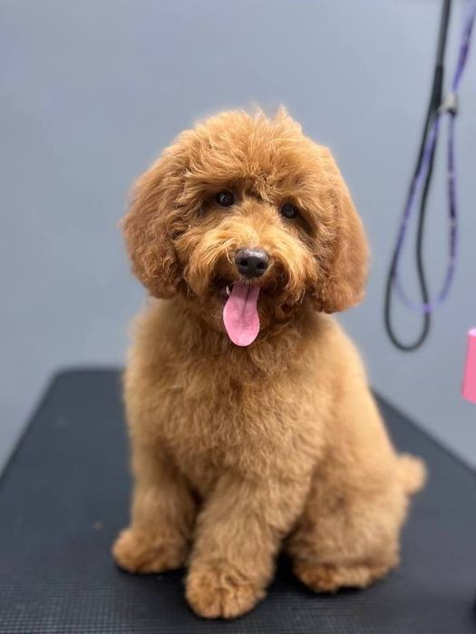 Навчаємо стрижки собак у грумінг салоні