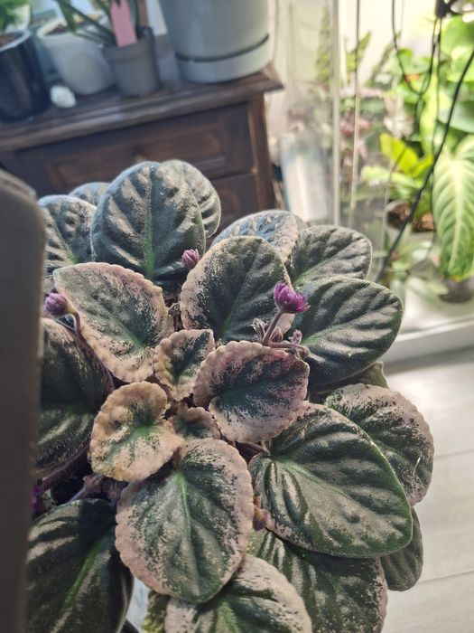 Fiołek Afrykański Veriegata