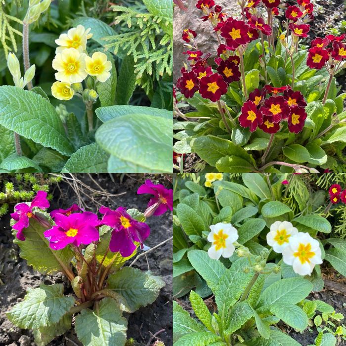 Гейхера хоста рослини для напівтіні та сонця