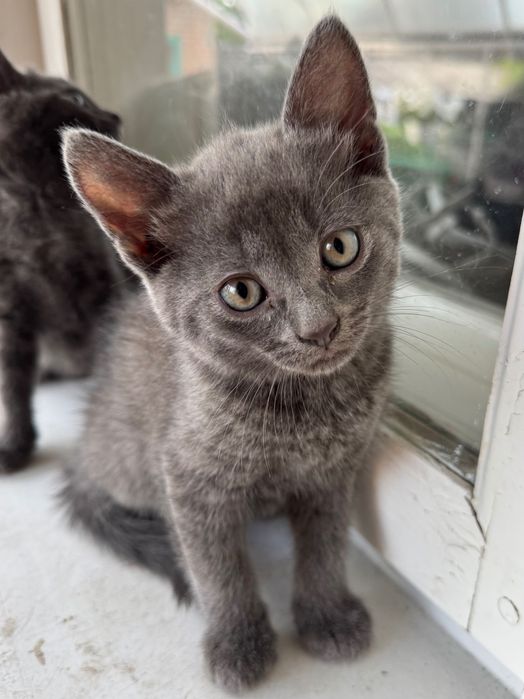 Котики шукають нову домівку