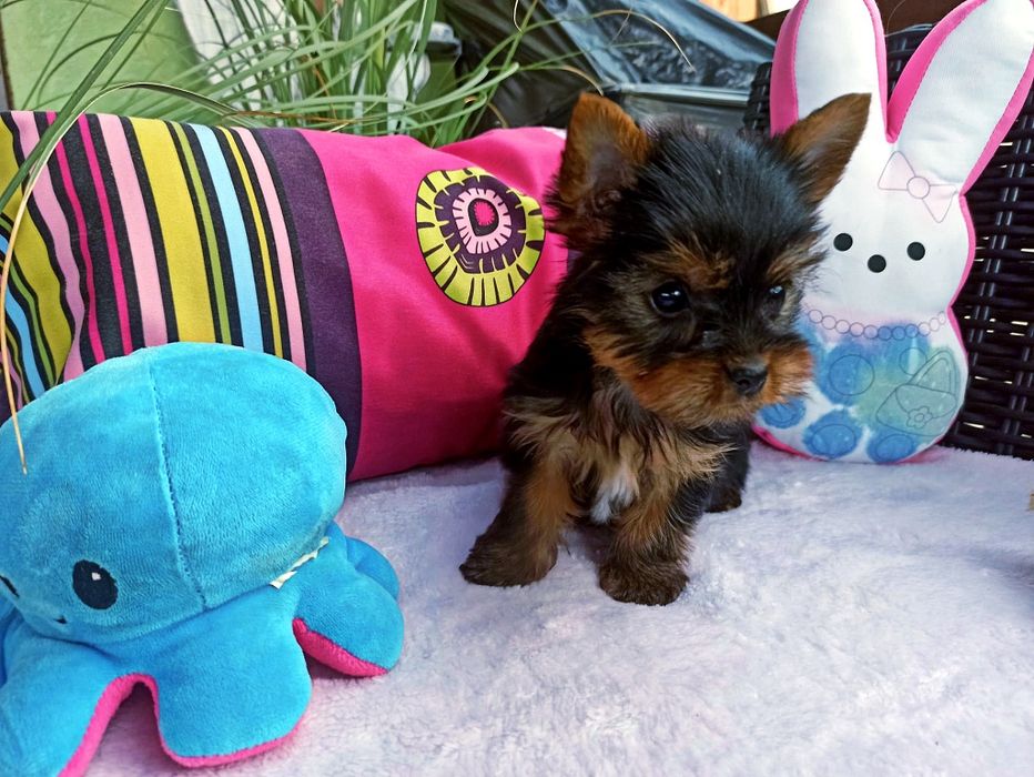 Yorkshire Terrier śliczny piesek