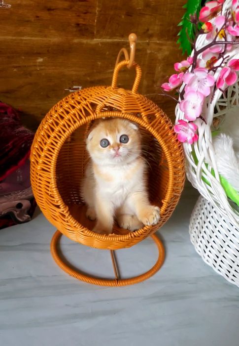 Сама нежность,  котята золотая шиншилла.