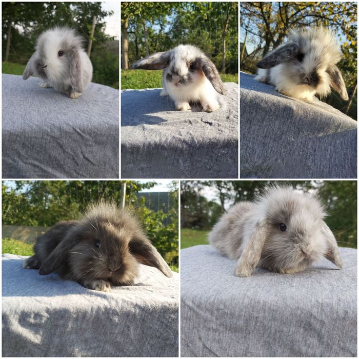 Miniaturki baranki