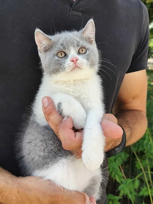 Scottish azul e branco
