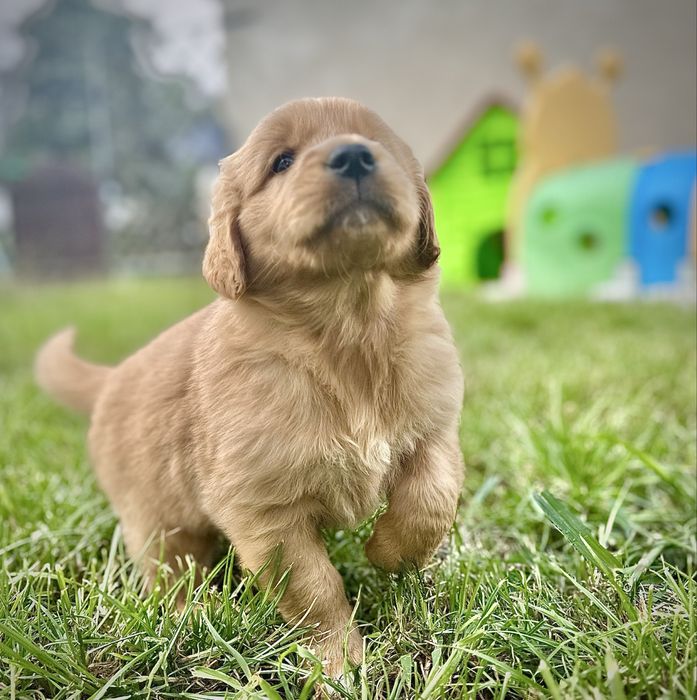 Złota suczka golden retriever do odbioru