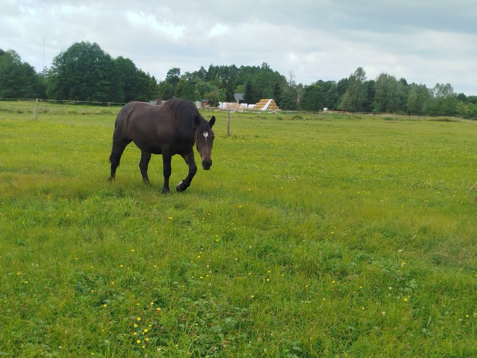 Sprzedam Zrębice