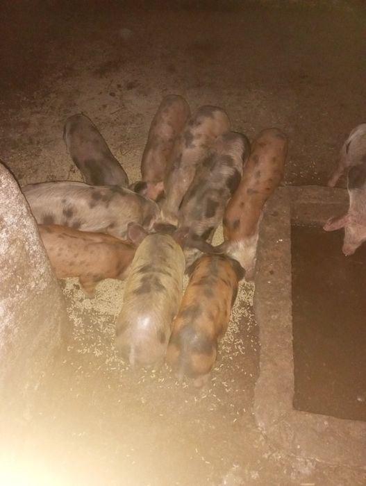 Leitões prontos a sair