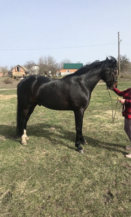 Французький рисак, жеребець, 7 років, під сідлом