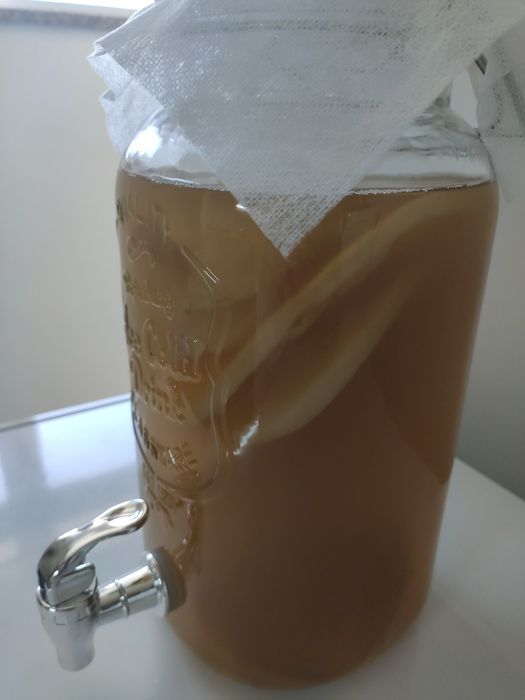 Scoby probiótico - Jun champanhe de kombucha