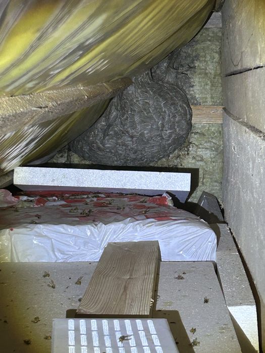 Usuwnie gniazd os i szerszeni zwalczanie usuwnie kretów odkomarzanie