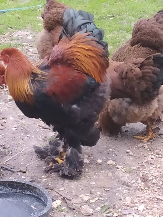 Galo Brahma Perdiz