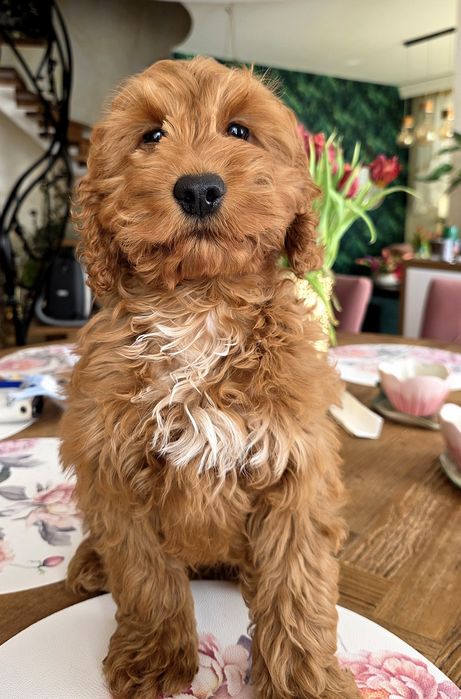 Cockapoo chłopiec Denis   Cocker spaniel i pudel