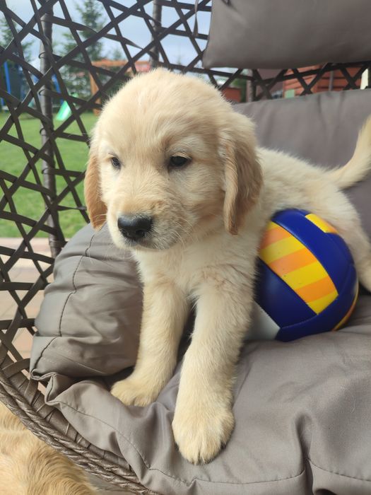 Golden retriever