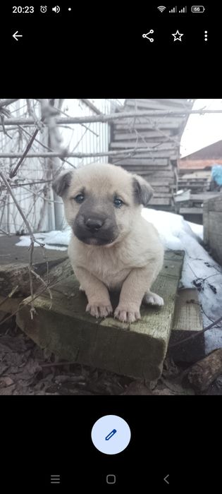 Цуценята безкоштовно