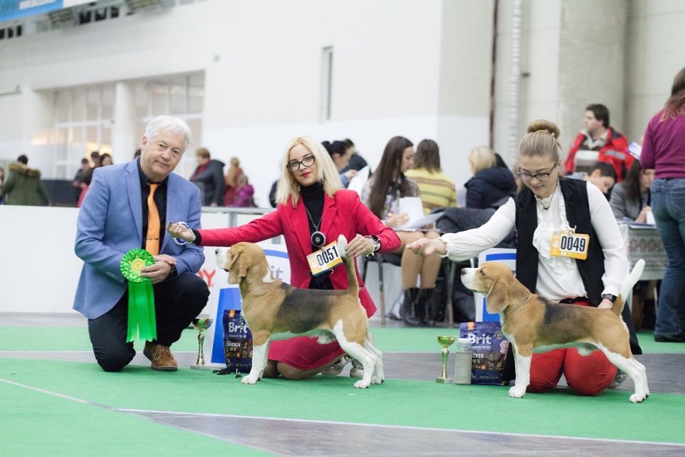 Открыт для вязки замечательный кобель Бигль