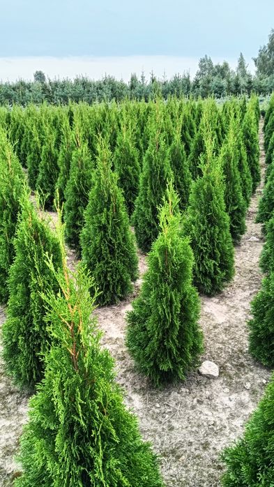 Sprzedam tuja szmaragd