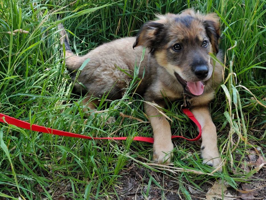 Tajga, szczeniak do adopcji