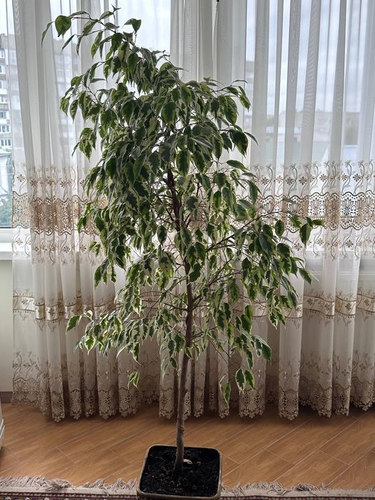 Фікус Бенджаміна