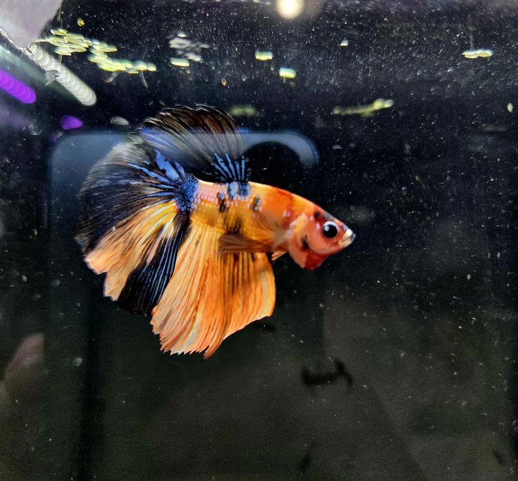 Bojownik HM nemo