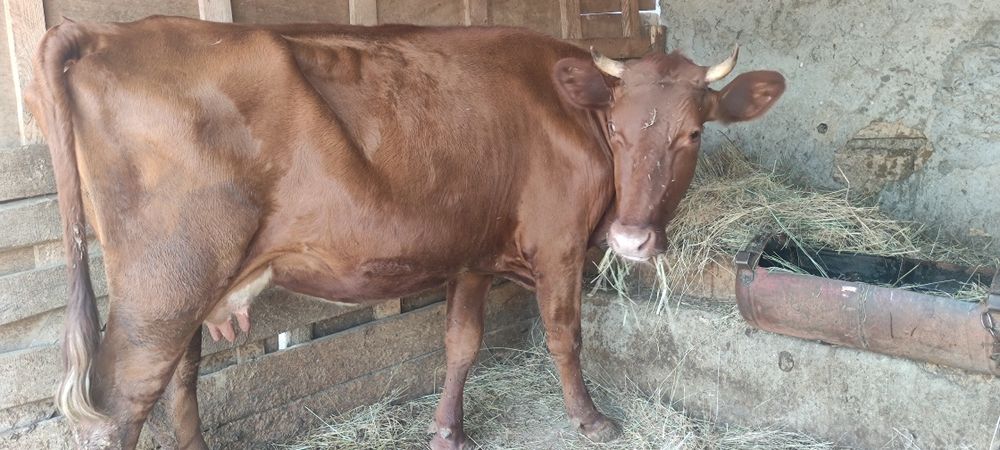 Продам корову на хозяйство