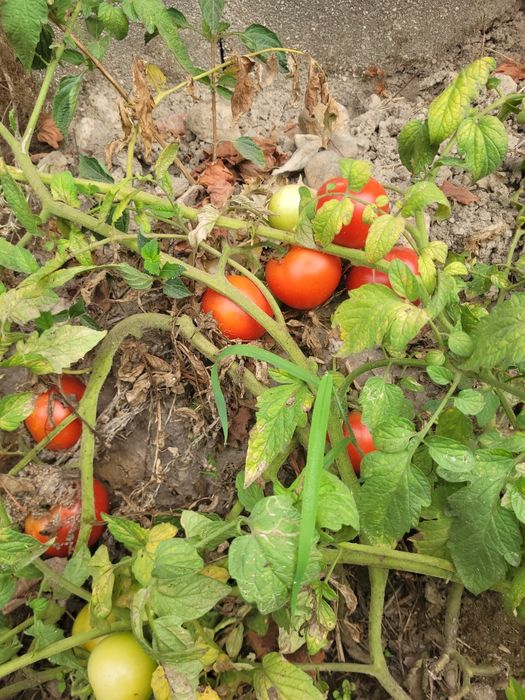 Tomates sem tratamentos