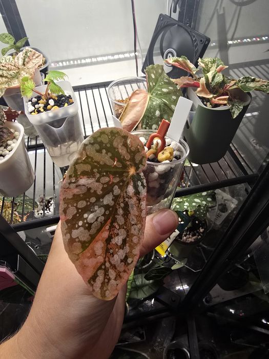 Begonia snowcapped pink variegata, sadzonka, nadwyzka