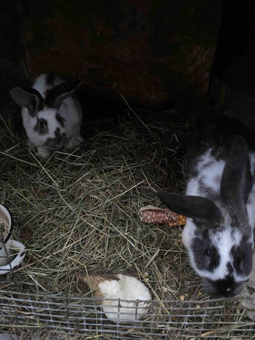 Продам кролів різного віку