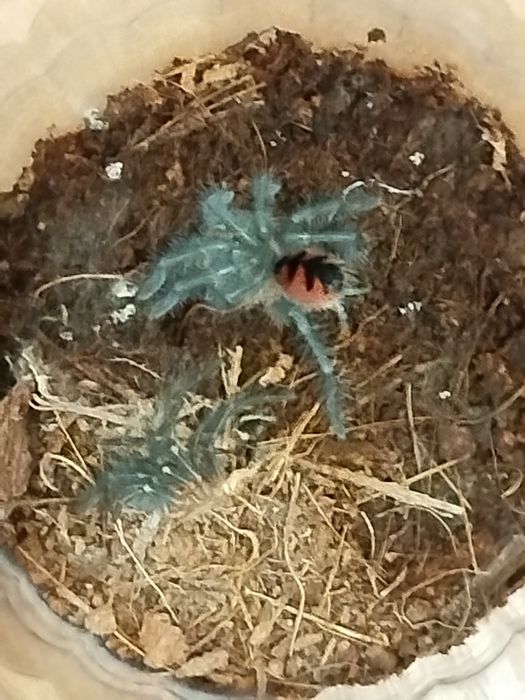 Pamphobeteus magnanegra L2