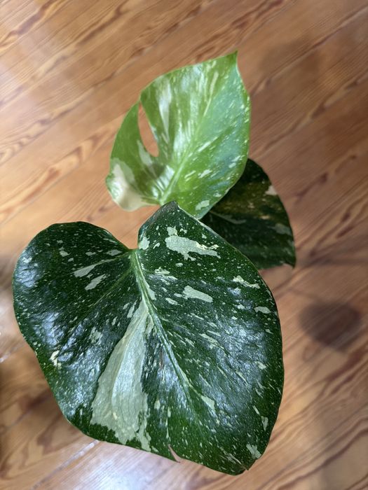 Monstera Thai Constellation