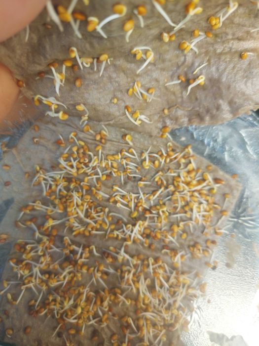 lucerna lucerka siedmiolatka zbiór 2025 WYSYLKA