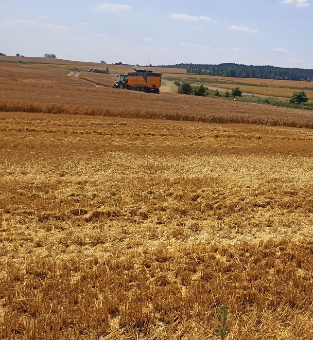 Zbiór zbóż oraz rzepaku - usługi rolnicze