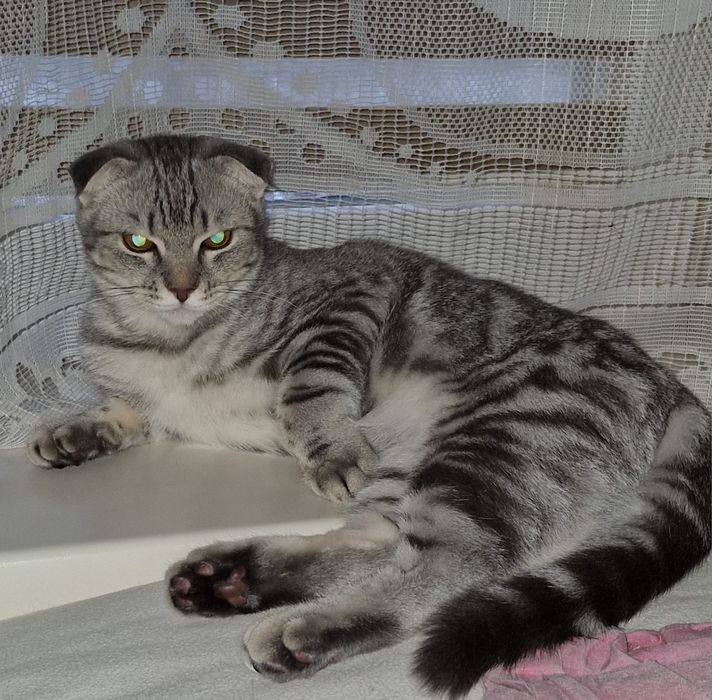 Шотландський мармуровий котик