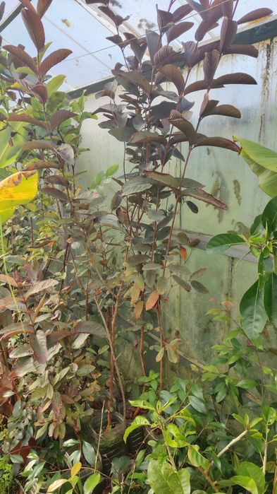 Pack Goiabas diferentes cores