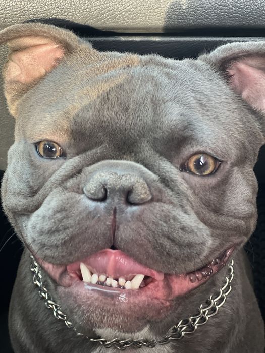 Вязка «французкий бульдог»