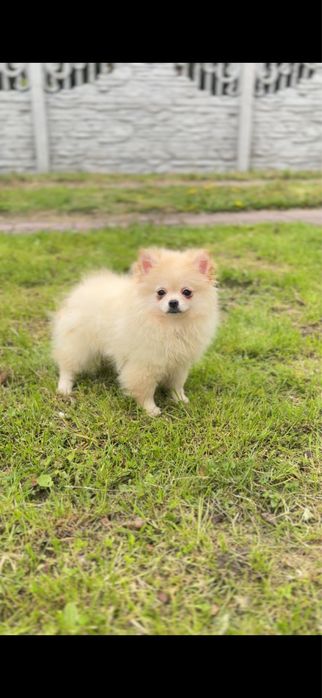 Pomeranian, szpic miniaturowy