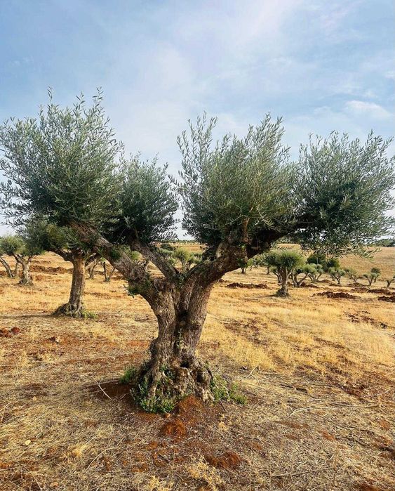Oliveiras centenárias
