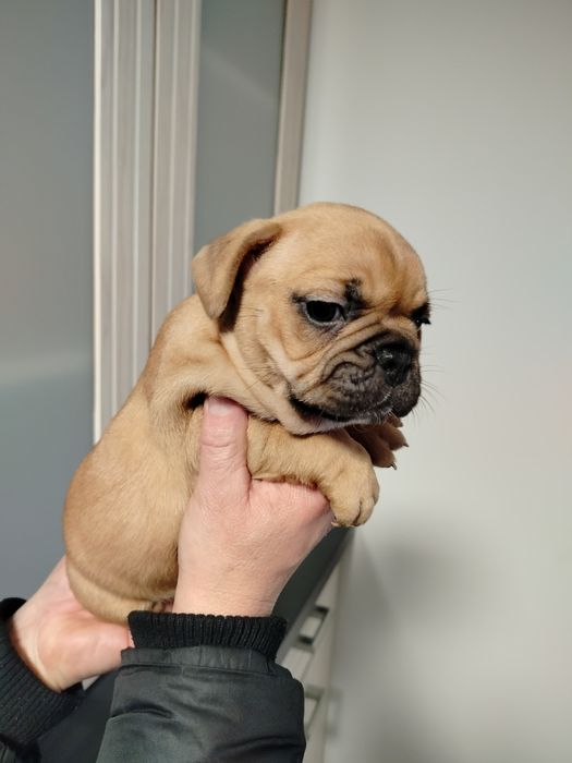 Buldog francuski suczka