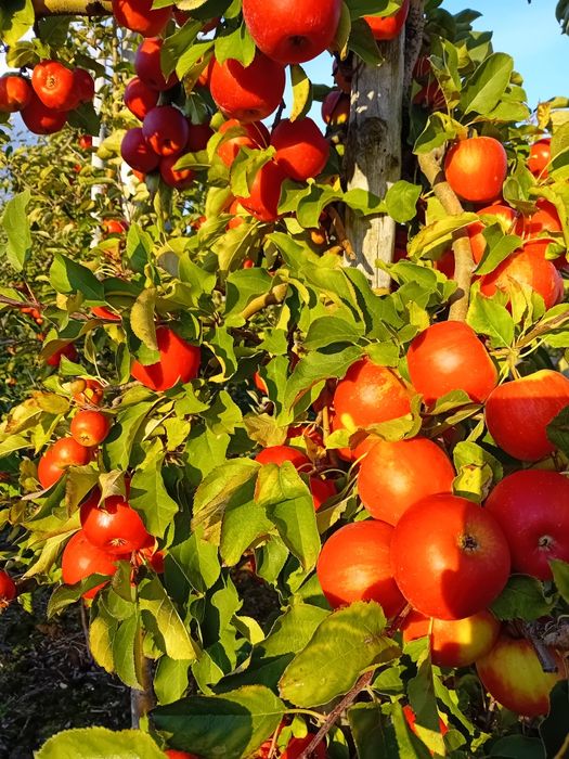 Sok jabłkowy tłoczony na zimno
