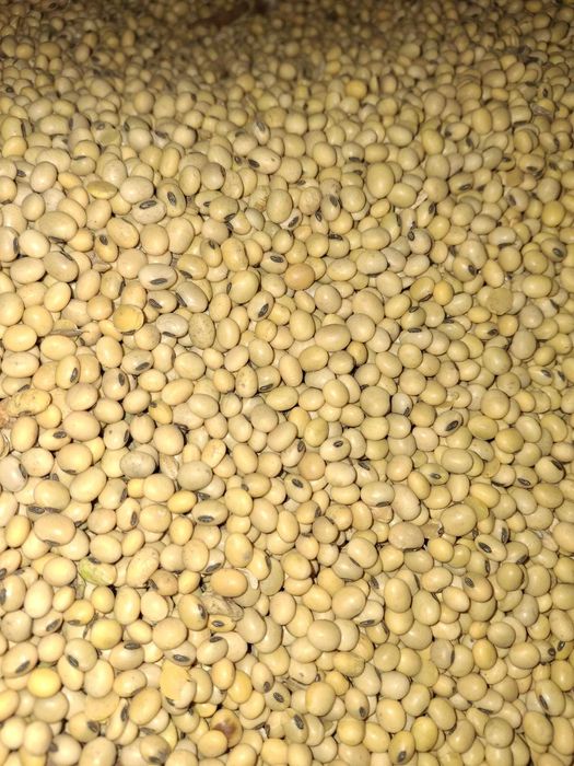 Soja Sirella czyszczona 2025