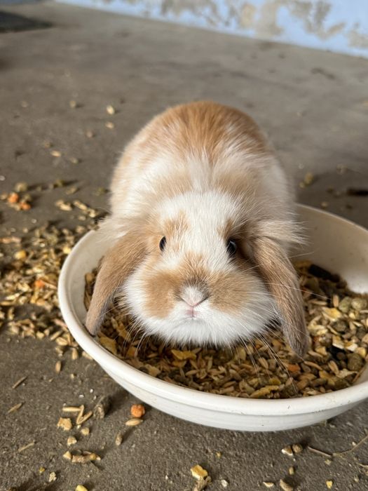 Coelhos Anões Mini Lop
