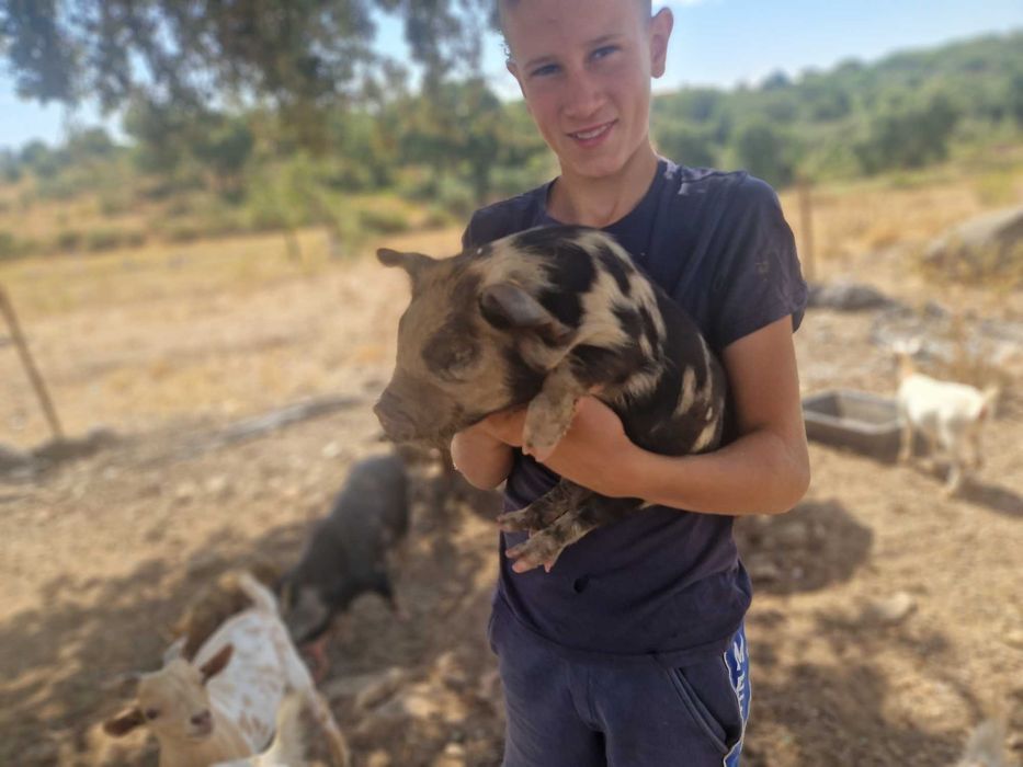 Porcinhos de kunekune