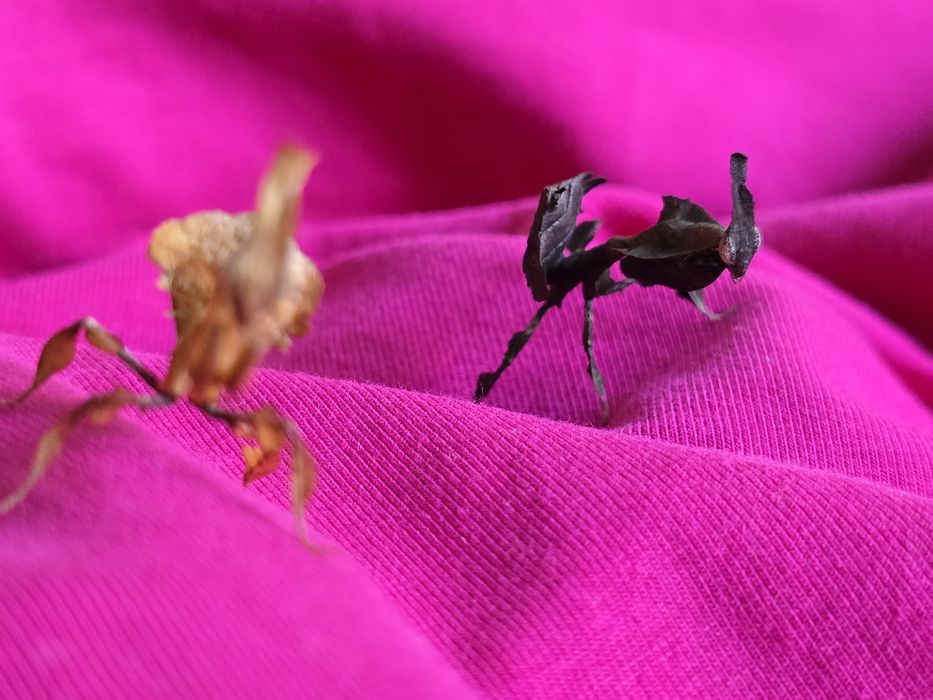 Phyllocrania paradoxa – modliszka liściogłowa L5/ straszyki