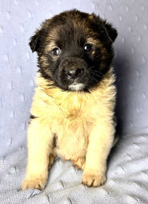 Тайсон - Самый Лучший Пес