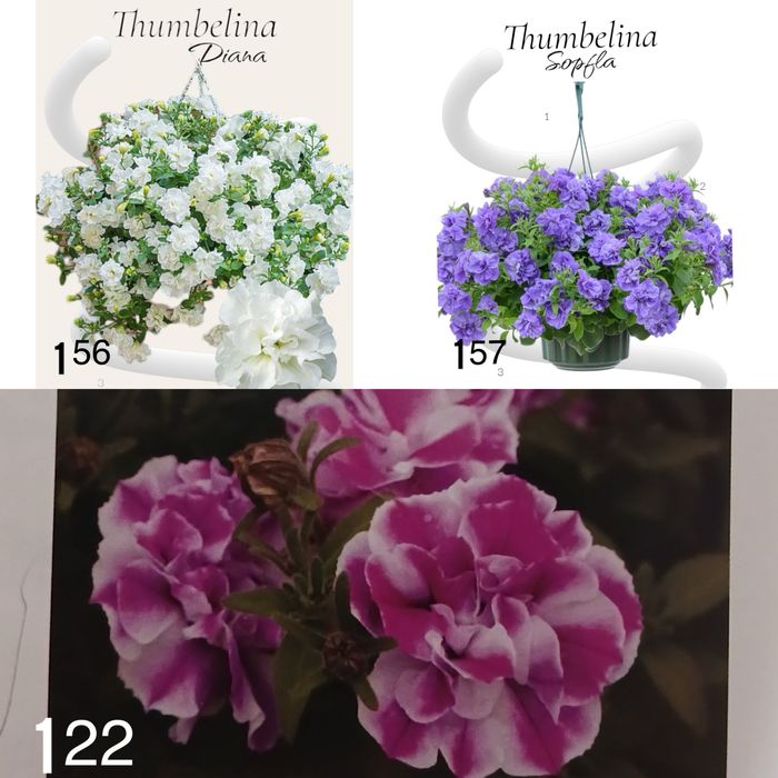 Петунія,сурфінія, калібрахоа тайдали