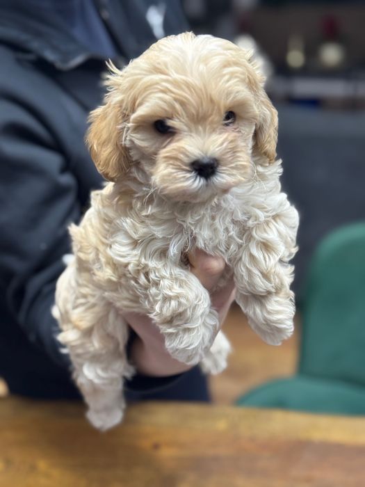 Szczeniak maltipoo / Matka FCI/ gotowy do nowego domku