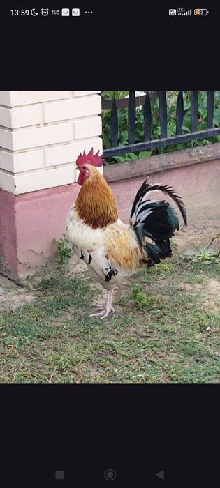 Sprzedam koguta roczny