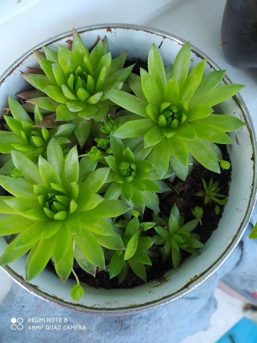 Сукуленти сукуленти