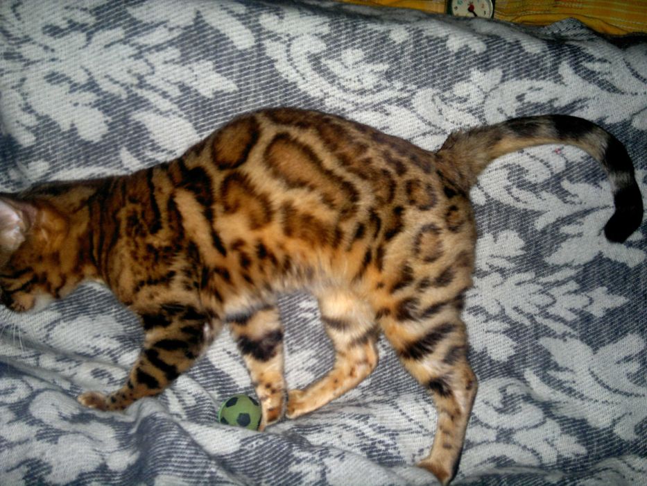 Чистокровна бенгальська в шикарному BENn24