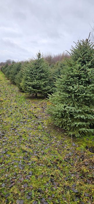 Choinki z własnej plantacji